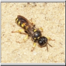 Crabro peltarius - Grabwespe w09 12mm.jpg